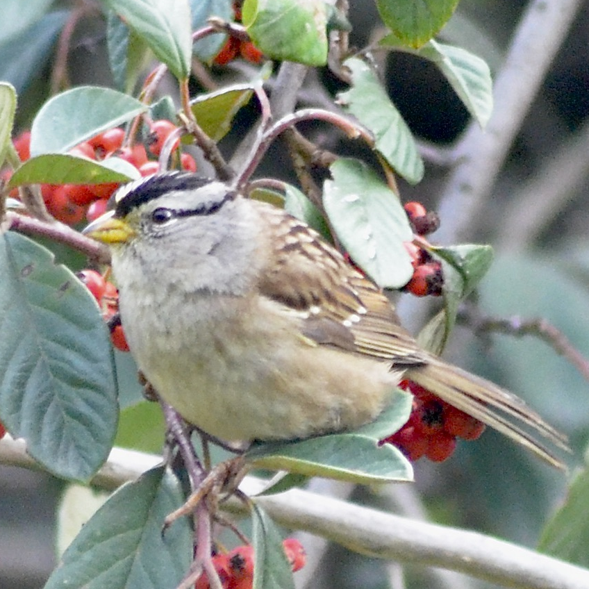 White-crowned Sparrow